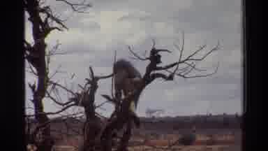 Kilaguni Kenya (1983): Baboon In The Wild Behaving Naturally Climbing Down A Tree