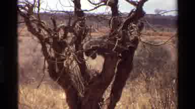 Kilaguni Kenya (1983): A Place In The Middle Of Nature That Seems To Be In Africa