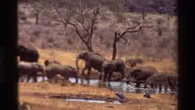 Kilaguni Kenya (1983): Elephants Enjoying Themselves In Their Living Habitat