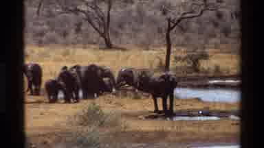 Kilaguni Kenya (1983): A Herd Of Elephants Surround A Small Pond On A Hot Day