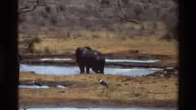 Kilaguni Kenya (1983): Herd Of Elephants Drinking At A Water Hole In The Grass