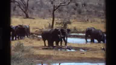 Kilaguni Kenya (1983): Small Herd Of Elephants Gathering Near Water In The African