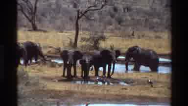 Kilaguni Kenya (1983): The Wildlife In Africa Includes Birds And Elephants