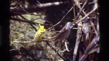 Kilaguni Kenya (1983): Yellow Bird Sits On Tree Branch On A Bright Sunny Day