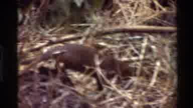 Kilaguni Kenya (1983): Birds Taunting Mongoose Running Below In The Long Dead