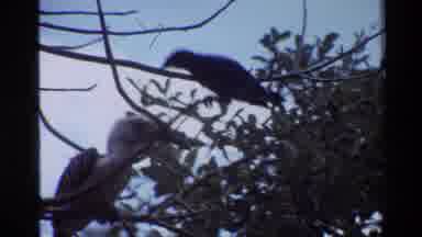 Kilaguni Kenya (1983): In The Forest Animals And Birds Are There These Are