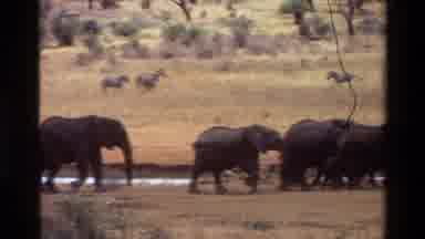 Kilaguni Kenya (1983): Large Group Of Elephants Walking Along River With Zebras In