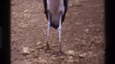 Kilaguni Kenya (1983): A Warthog And Other Animals Wander The Fields