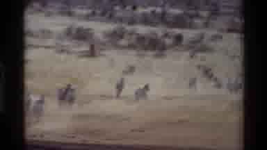 Kilaguni Kenya (1983): Wild Horses Running Free In A Meadow