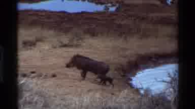 Kilaguni Kenya (1983): A Warthog And Her Baby Jogging Away From A Watering Hole