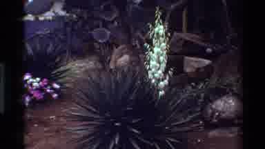Kilaguni Kenya (1983): Colorful Landscaping With Variety Of Plants Zooming In On