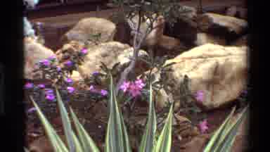 Kilaguni Kenya (1983): Garden Xeriscape Rocks Mulch Pink Flowers Water Efficient