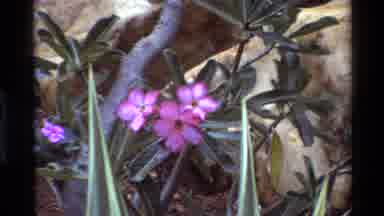 Kilaguni Kenya (1983): Pink Flowers Rocks Zoom In Mountains Sky Landscape Zoom Out
