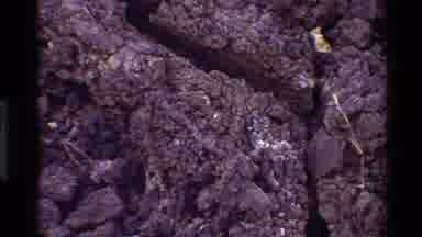 Kilaguni Kenya (1983): Dry Cracked Soil And A Dead Withered Plant And Some Lichen