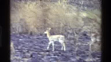 Kilaguni Kenya (1983): Lone Deer Walks Amid Wiry Vegetation In A Meadow Or