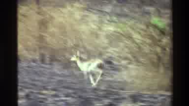 Kilaguni Kenya (1983): The Deer Run Fast In The Forest These Enjoy Ourselves Very