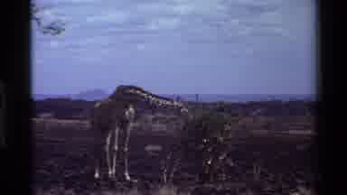 Kilaguni Kenya (1983): The Giraffe Eats Leaves While Bending His Neck Slightly