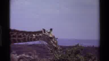KILAGUNI KENYA-1983: Giraffe Eating Leaves From A Tall Tree In The Wild