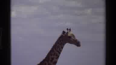 Kilaguni Kenya (1983): The Giraffe Is Walking In The Forest And Eating There Food