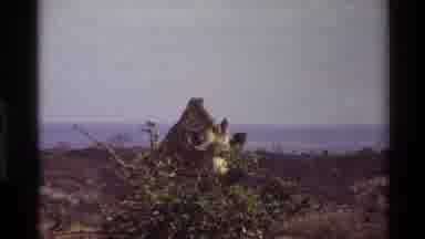 Kilaguni Kenya (1983): The Giraffe Is Roaming In The Forest And Eating The Leaves
