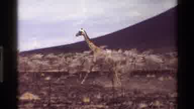 Kilaguni Kenya (1983): Young Giraffe Loping Running Two People Talking Stances