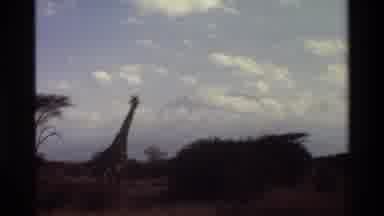 Mara Tanzania (1983): In The Forest The Giraffe And Ostrich Are Walking And