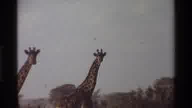 Mara Tanzania (1983): Wild African Adventure Explorin
