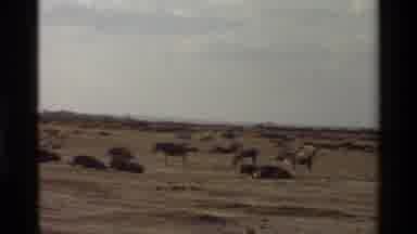 Mara Tanzania (1983): Huge Pack Of Large 4 Legged Animals Grazing Laying And