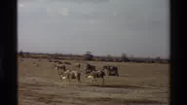 Mara Tanzania (1983): Wildebeest Eating And Walking In The African Savannah On A
