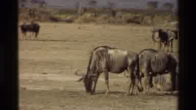 Mara Tanzania (1983): Wildebeest And Elephant
