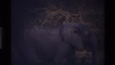 Mara Tanzania (1983): A Herd Of African Elephants Moving Fast Through The Forest