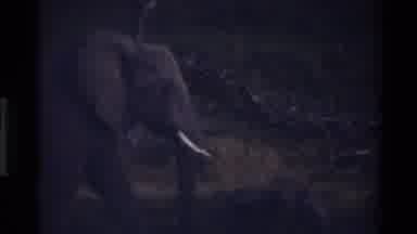 Mara Tanzania (1983): A Big Fat Huge Beautiful Mother Elephant Walking With Her