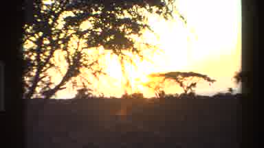 Mara Tanzania (1983): Elephant Walking In The Safari At Sunset