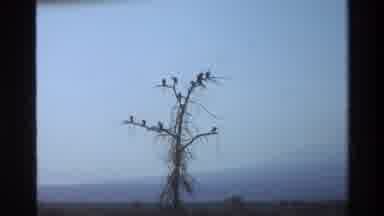 Mara Tanzania (1983): Birds Congregate In The Top Of A Barren Tree Waterfowl Walks