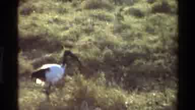 Mara Tanzania (1983): Black And White Bird Is Pecking At The Grass Then A Group Of