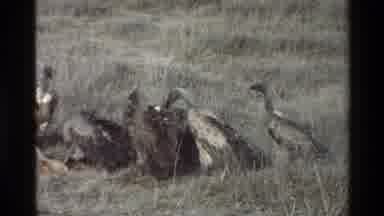 Mara Tanzania (1983): Buzzers Gathered Together While Trying To Eat Off The Ground