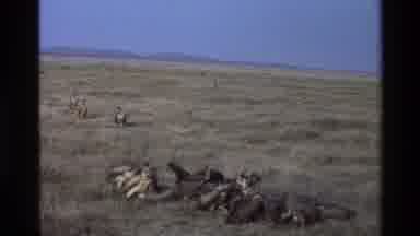 Mara Tanzania (1983): Turkey Vultures Flocking To Eat