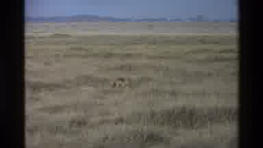 Mara Tanzania (1983): Seemingly Empty Field Reveals Wildlife Hiding Among Tall