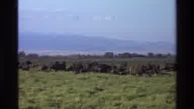 Mara Tanzania (1983): Large Group Of Cattle Clustered And Free Grazing In A Valley