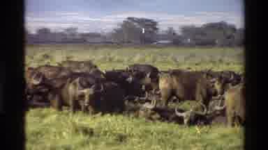 Mara Tanzania (1983): The Buffaloes Are Eating There Food In The Garden This Is