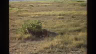 Mara Tanzania (1983): Two Persian Tigers In The Middle Of Desert Are Eating Their