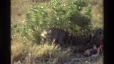 Mara Tanzania (1983): Group Of Three Cheetahs Eating An Unidentified Animal