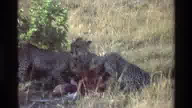 Mara Tanzania (1983): Footage Of Wild Cheetahs Eating Their Prey For Dinner