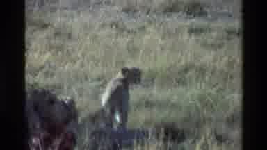 Mara Tanzania (1983): Male Leopard On Watch While Female Leopard Cleans Her Cubs