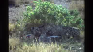Mara Tanzania (1983): A Leopard Is Caressing Its Cubs In The Shade Of Bushes