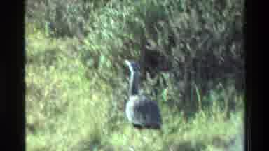 Mara Tanzania (1983): Leopard Is Camouflaged Lying Near Shrubbery Camera Then