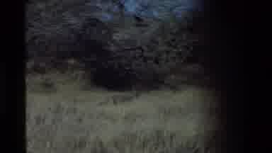 Mara Tanzania (1983): Fox Gets Dinner In The Wild