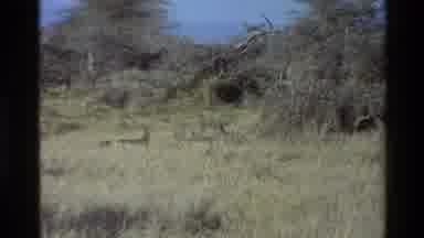 Mara Tanzania (1983): A Landscape Showing In The Middle Of Nature With Many Bushes