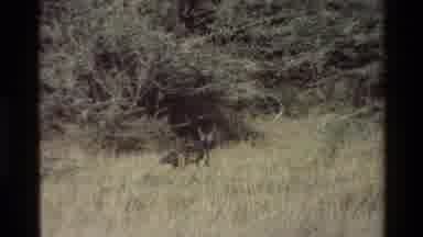 Mara Tanzania (1983): Wildlife Including Baby Fox And Elephant With Tusks In