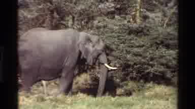 Mara Tanzania (1983): Elephants And Baby Elephants Eating Together